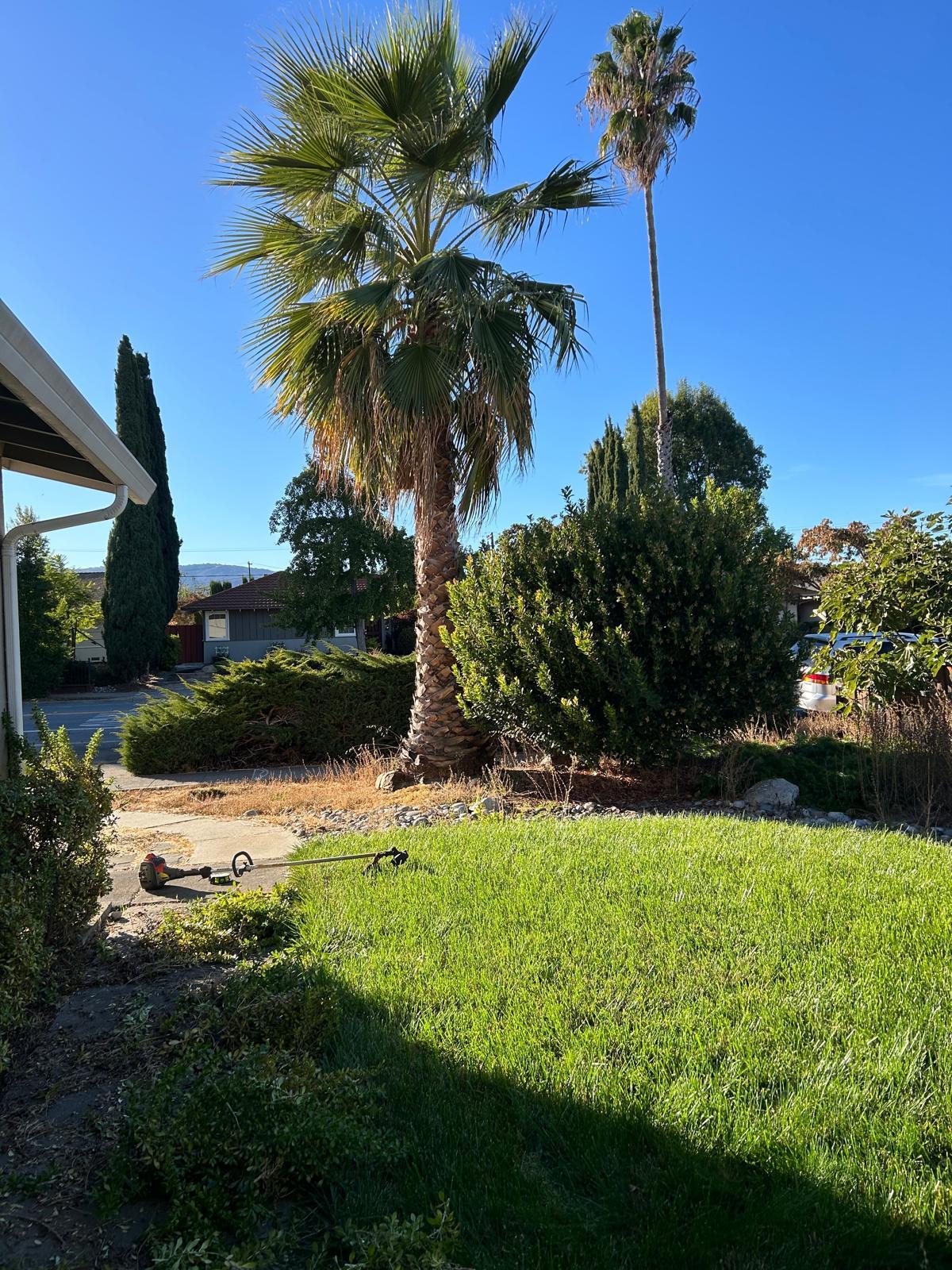 Residential lawn with palm trees and trimmed grass