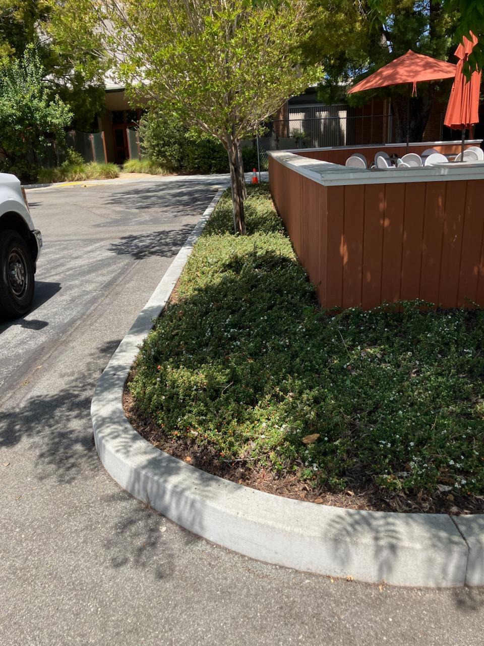 Driveway landscaping with shrubs and groundcover