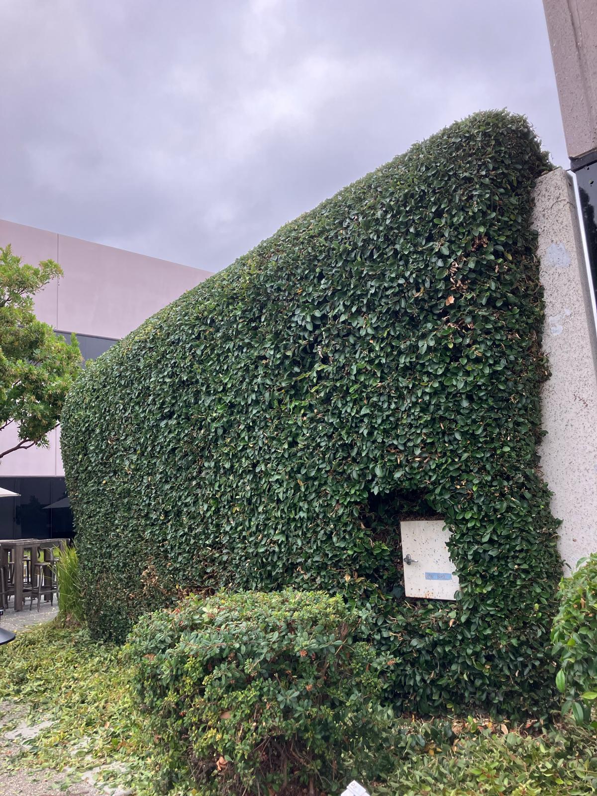 Trimmed outdoor landscape and garden maintenance