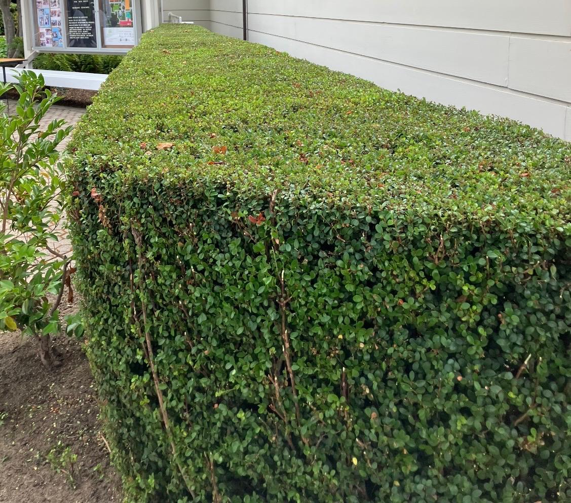 Close view of neatly trimmed green hedge