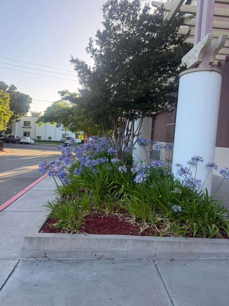 Garden bed with flowers, mulch, and sidewalk edge